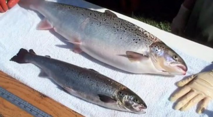 În curând, în farfurie: somonul modificat genetic